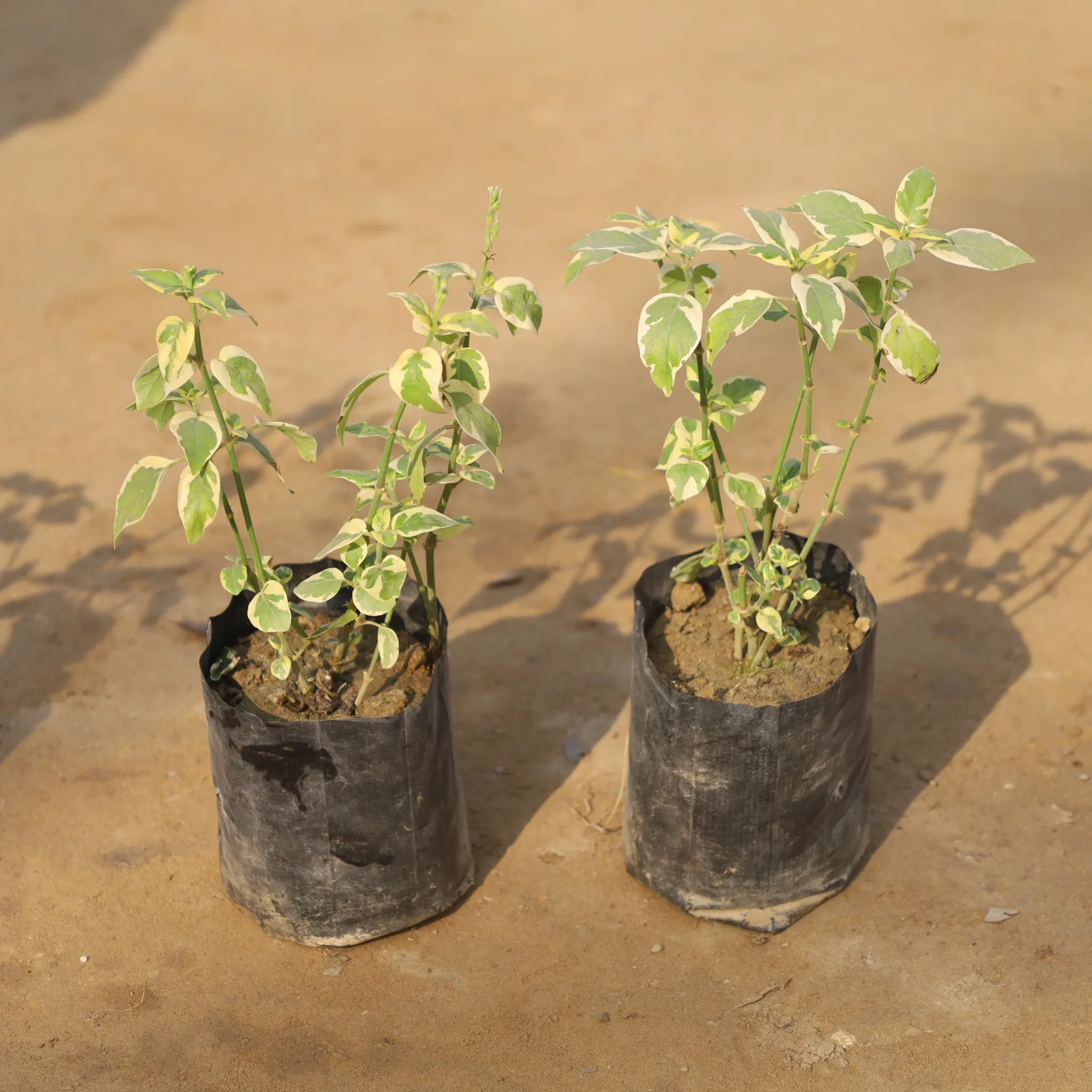 Set Of 2 - Chinese Violet / Asystasia Gangetica in 4 Inch Nursery Bag