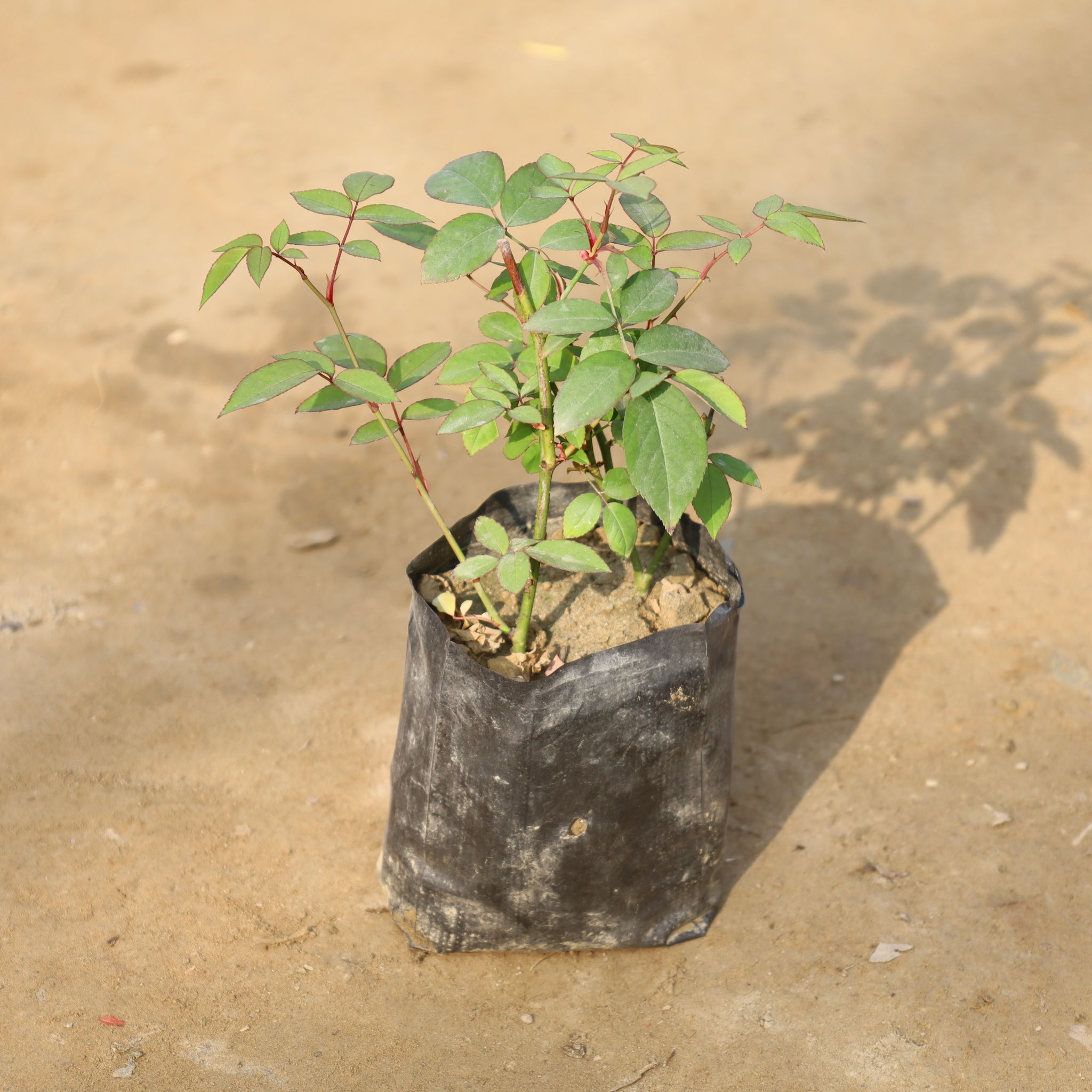 Rose (Any Colour) in 4 Inch Nursery Bag