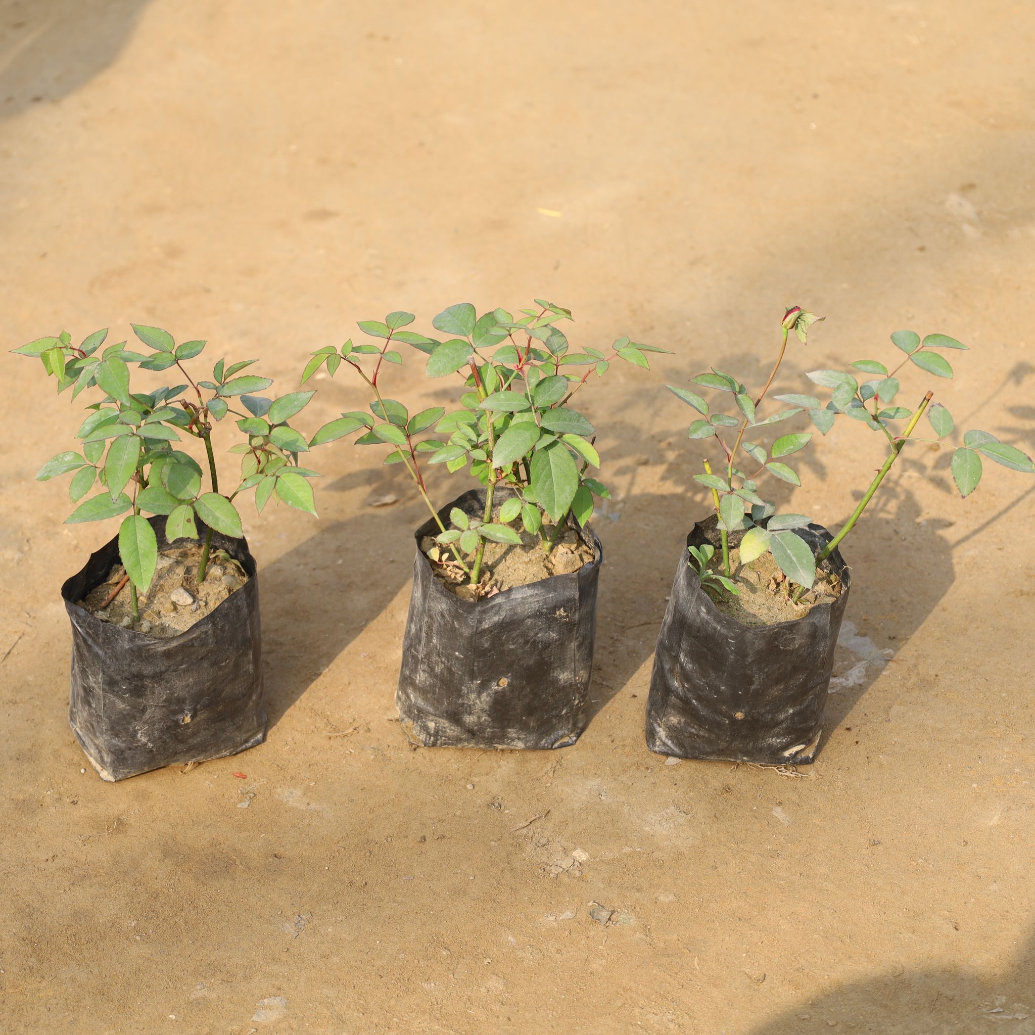 Set Of 3 - Roses (Any Colour) in 4 Inch Nursery Bag