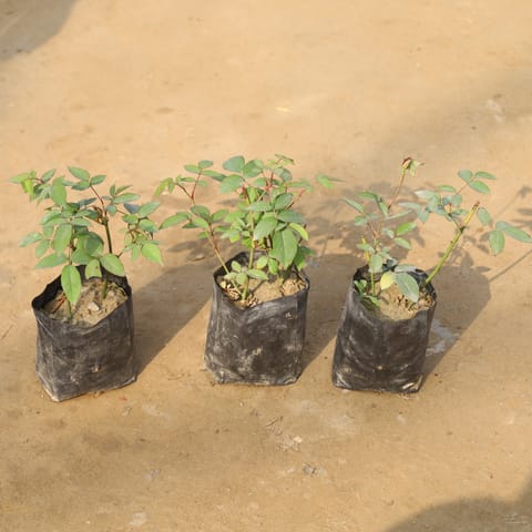 Set Of 3 - Roses (Any Colour) in 4 Inch Nursery Bag