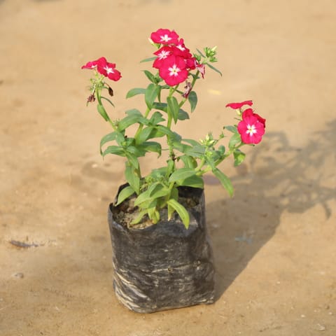 Phlox (Any Colour) in 4 Inch Nursery Bag