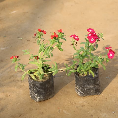 Set Of 2 - Phlox (Any Colour) in 4 Inch Nursery Bag