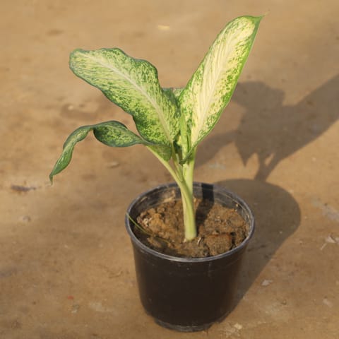 Dieffenbachia White Sparkle in 5 Inch Nursery Pot