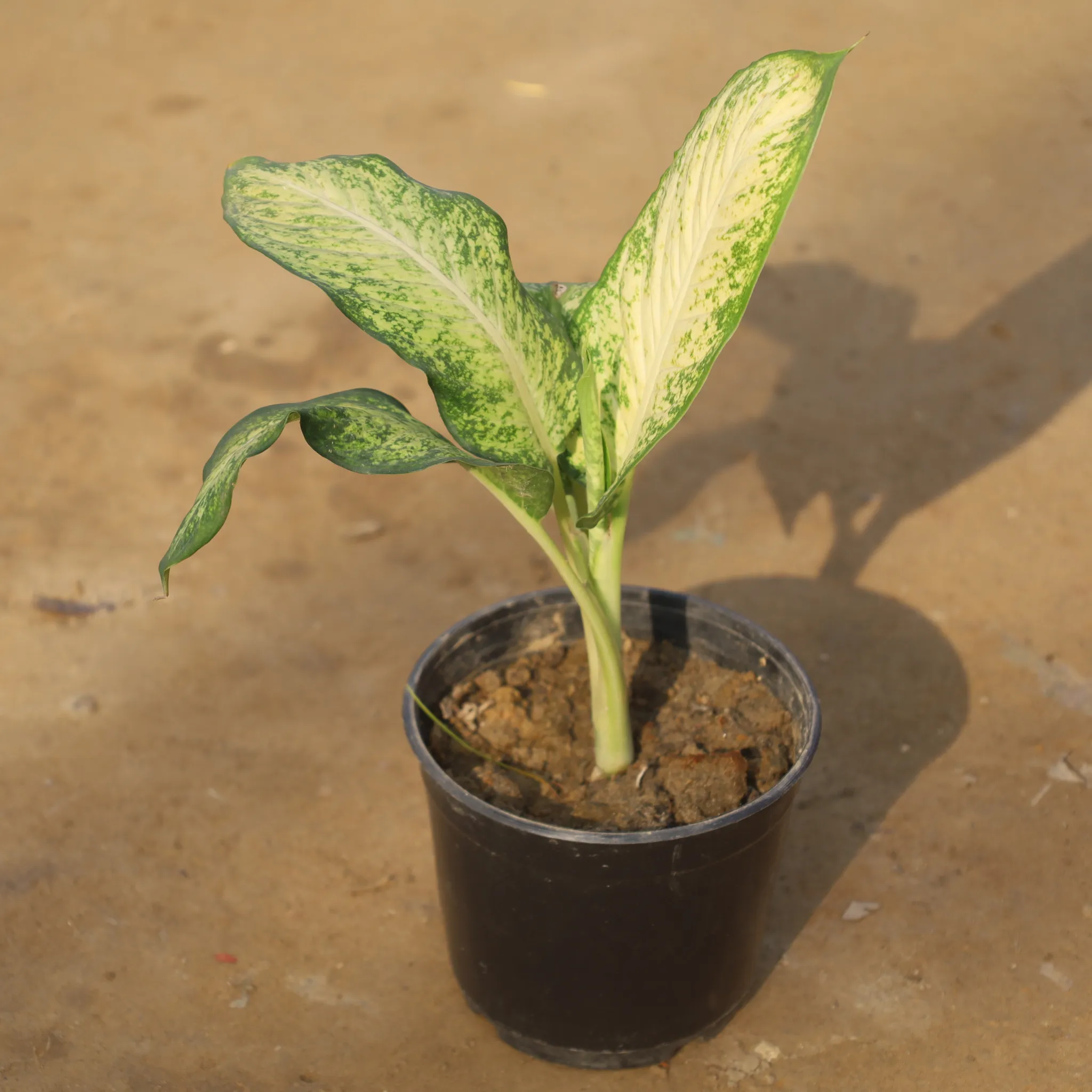 Dieffenbachia White Sparkle in 5 Inch Nursery Pot