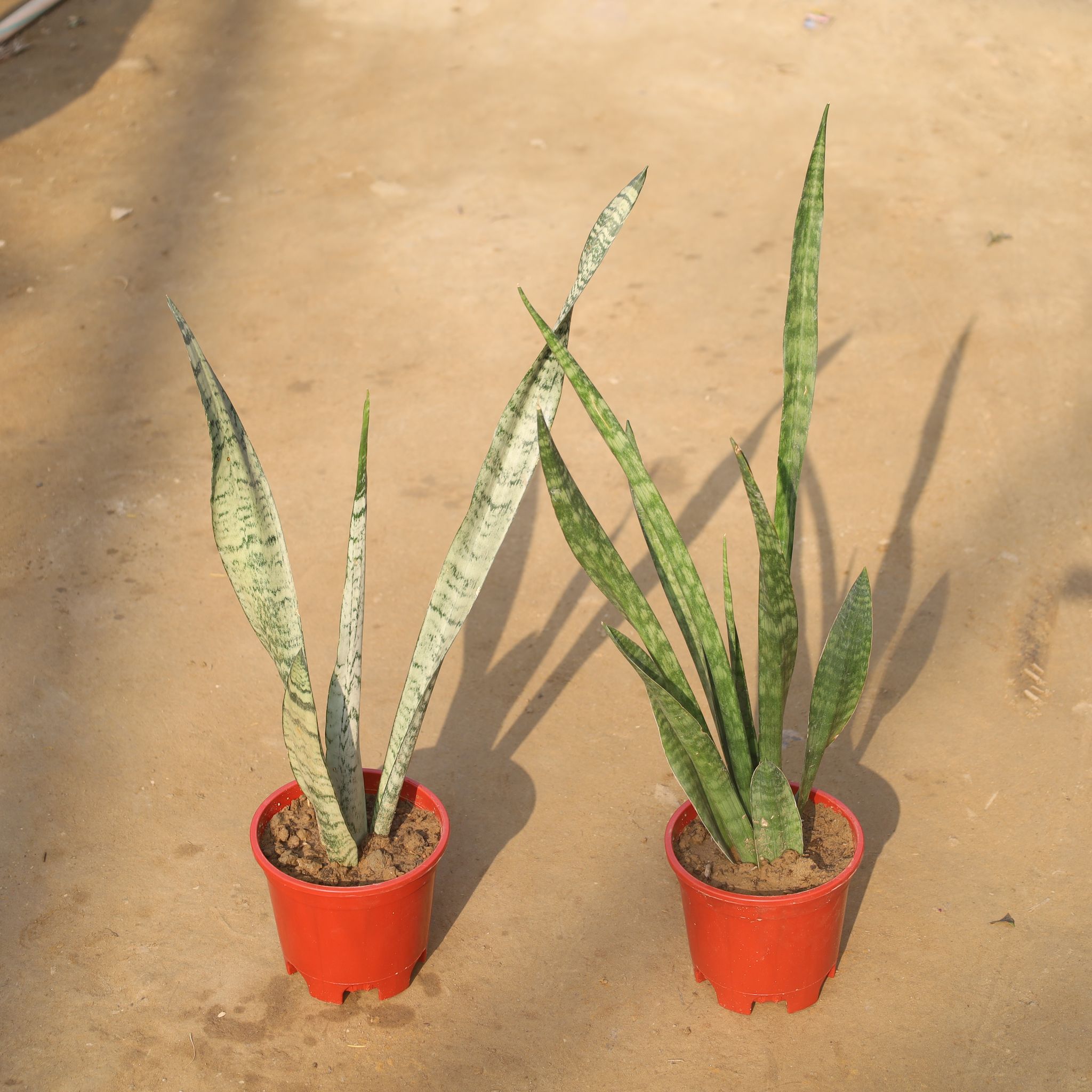 Set Of 2 - Air Purifier Snake Green in 6 Inch Red Nursery Pot