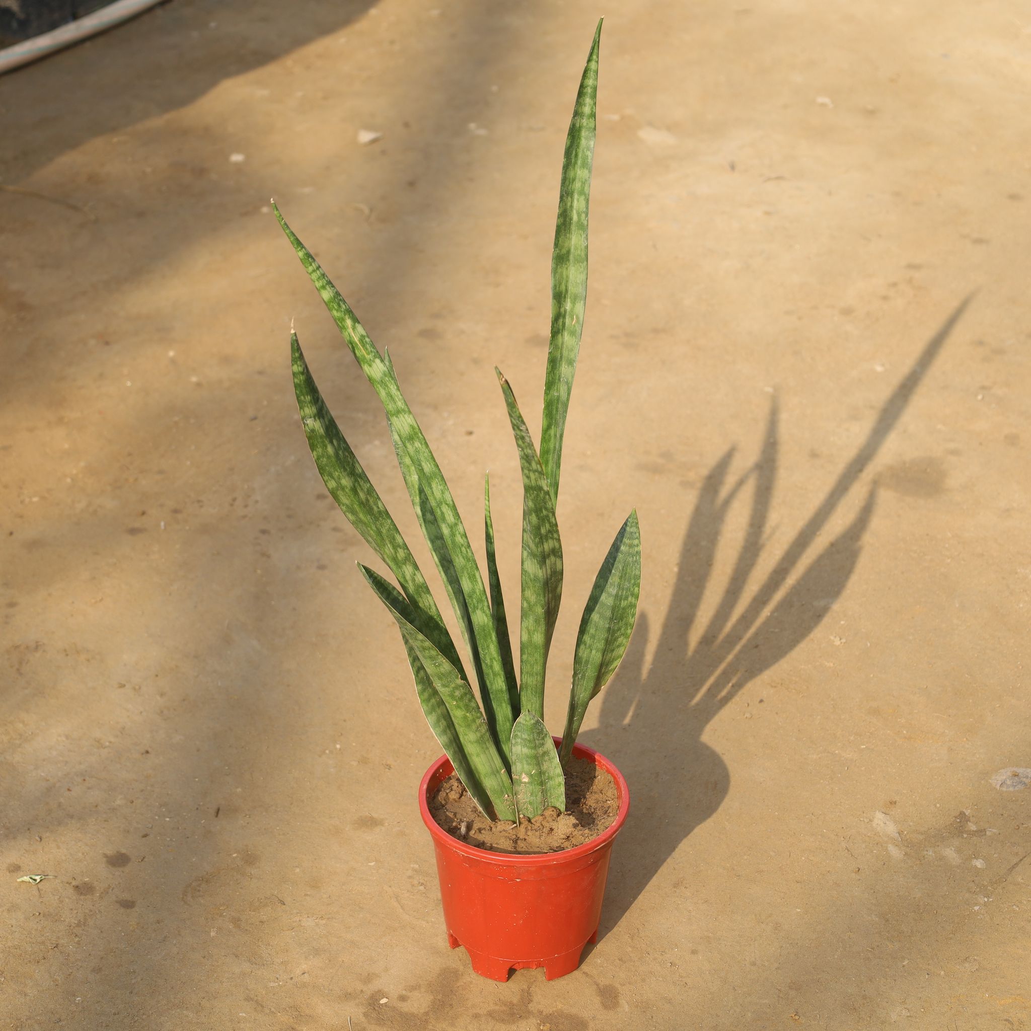 Air Purifier Snake Green in 6 Inch Red Nursery Pot
