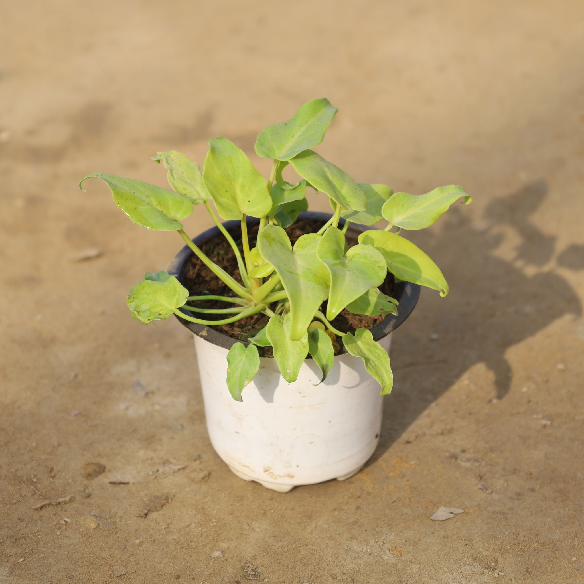 Xanadu Golden in 4 Inch Nursery Pot