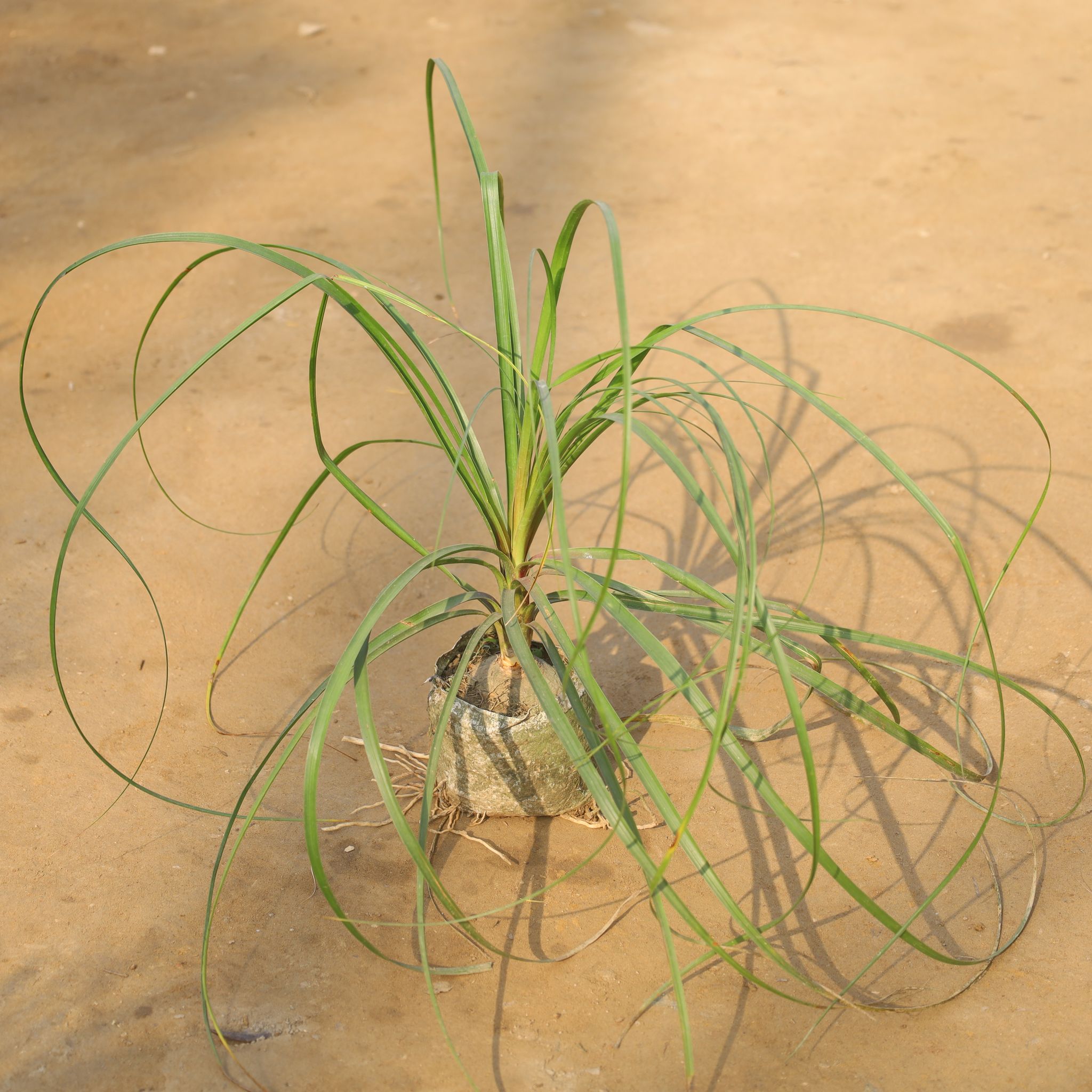 Lolina Palm / Ponytail Palm in 5 Inch Nursery Bag