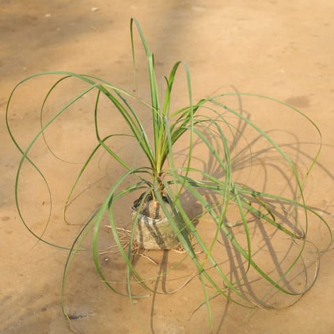 Lolina Palm / Ponytail Palm in 5 Inch Nursery Bag