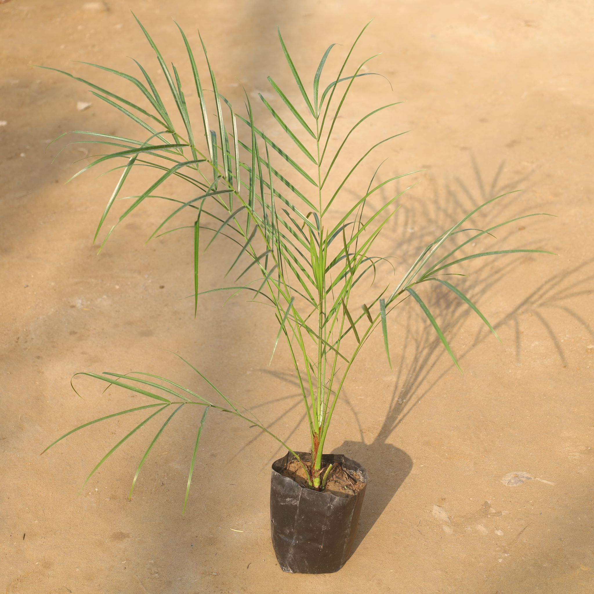 Phoenix Palm in 6 Inch Nursery Bag
