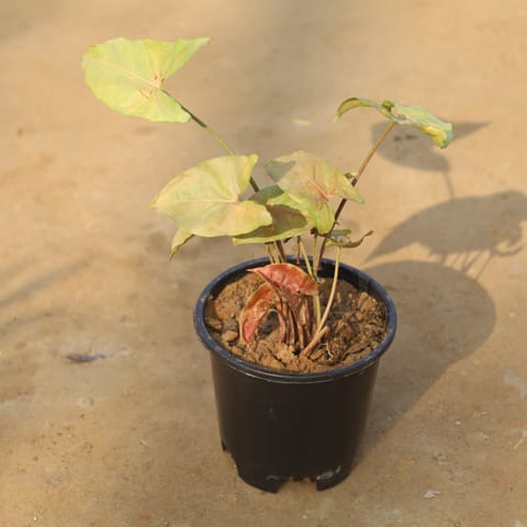 Syngonium Pink in 6 Inch Live Plant Nursery Pot