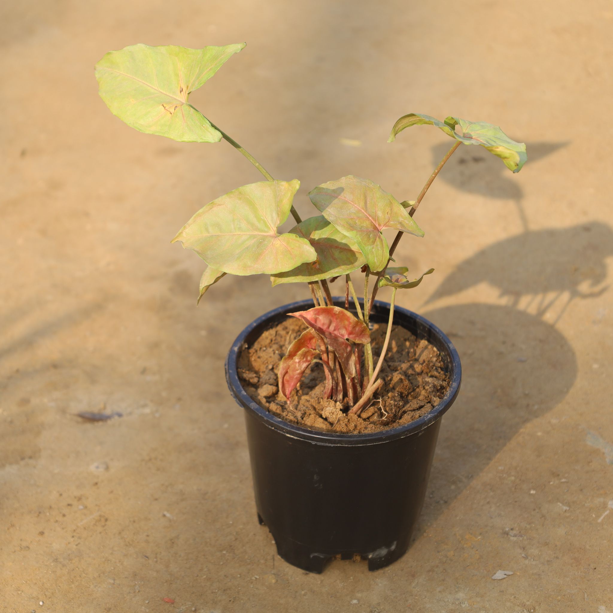 Syngonium Pink in 6 Inch Nursery Pot