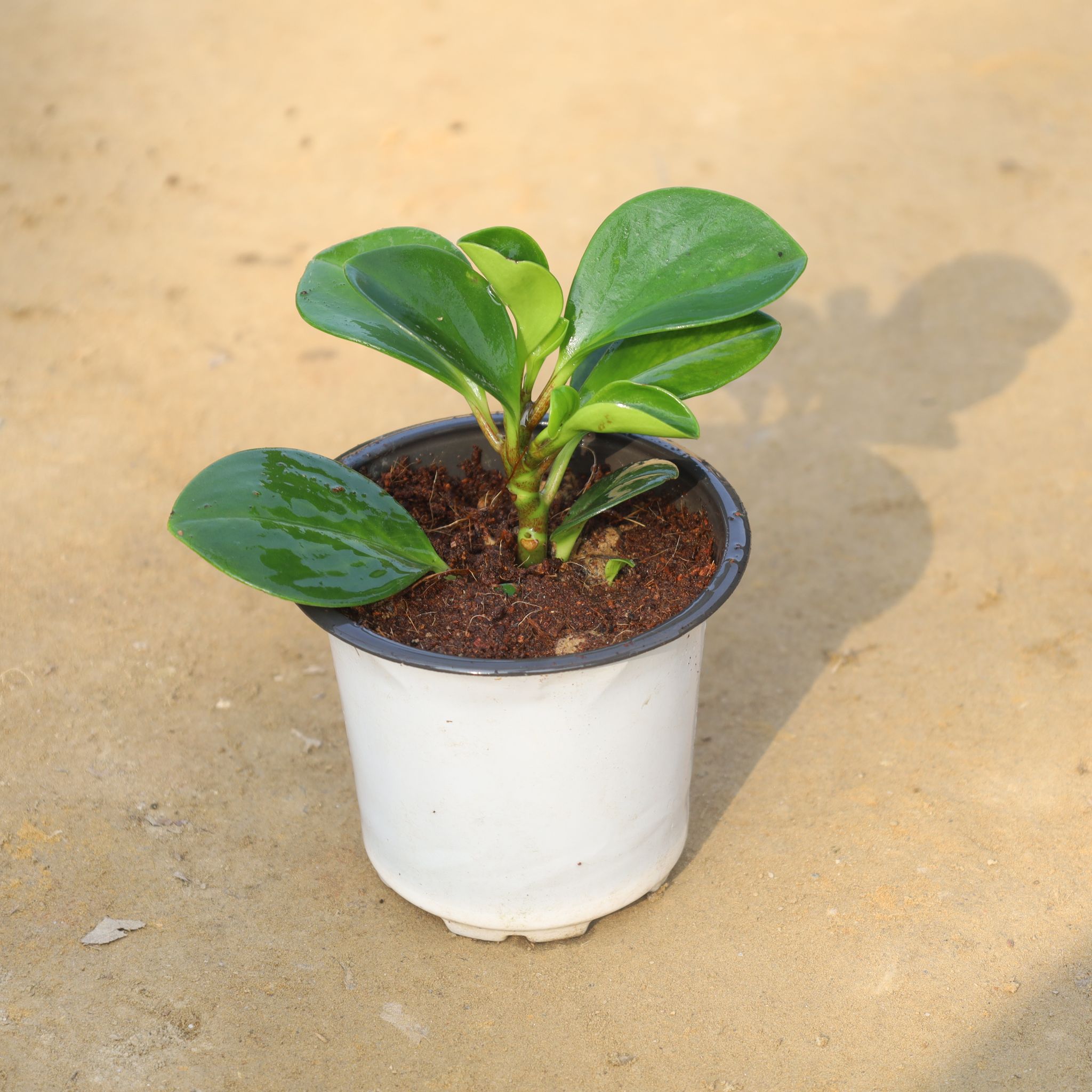 Peperomia / Radiator Plant in 4 Inch Nursery Pot