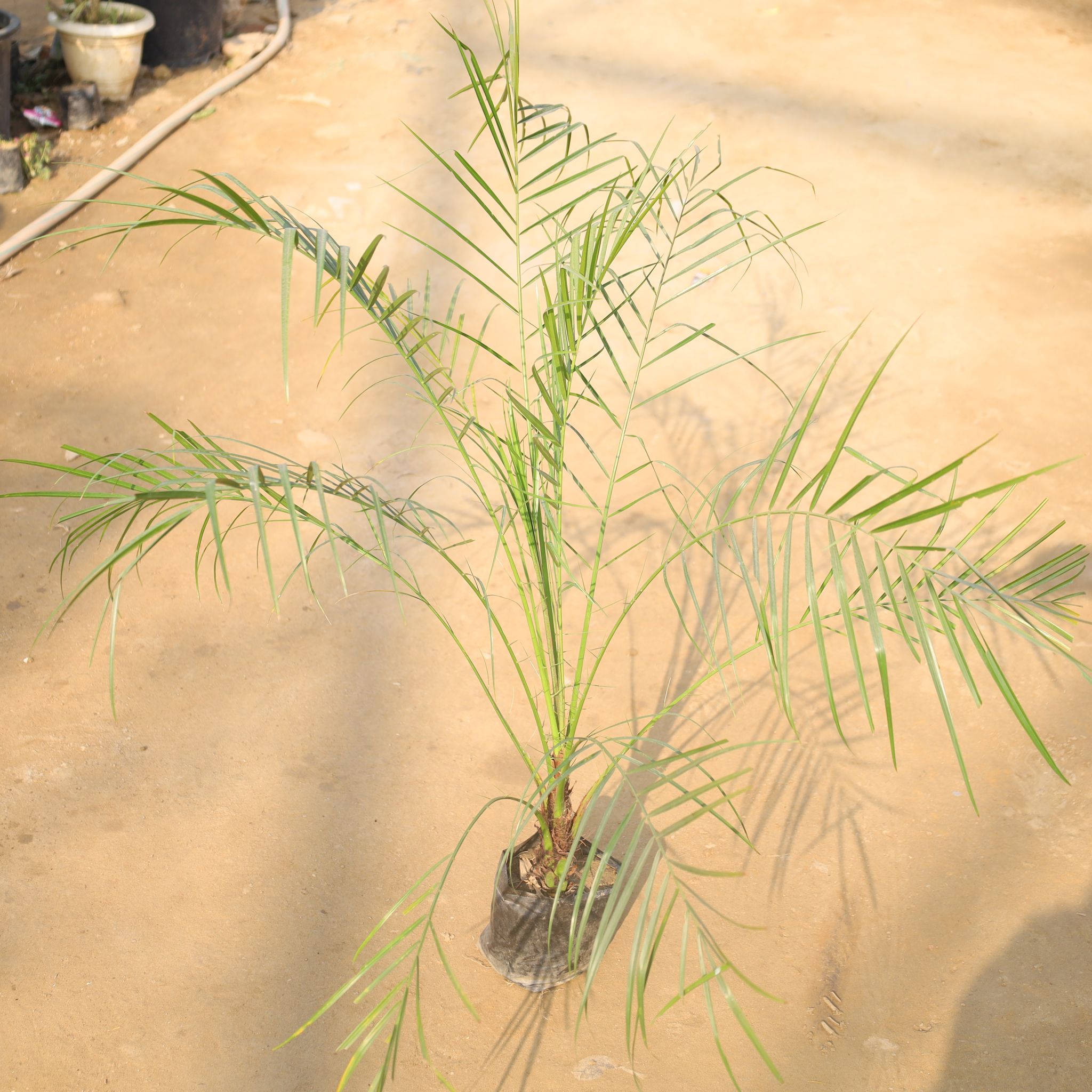 Pheonix Palm in 8 Inch Nursery Bag