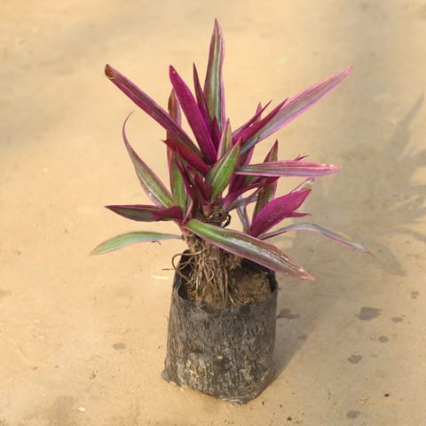 Rhoeo / Durangi Pink in 4 Inch Nursery Bag