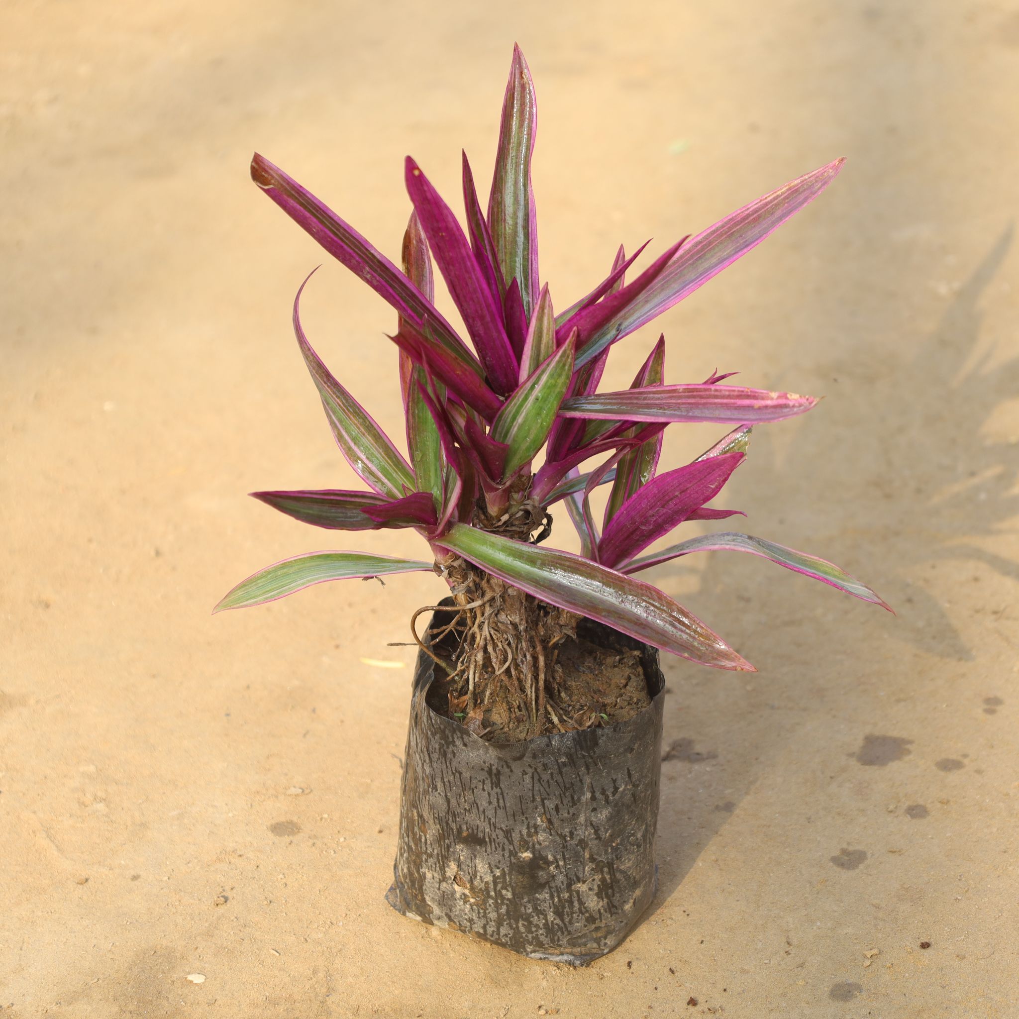 Rhoeo / Durangi Pink in 4 Inch Nursery Bag
