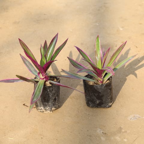 Set Of 2 - Rhoeo / Durangi Pink in 4 Inch Nursery Bag