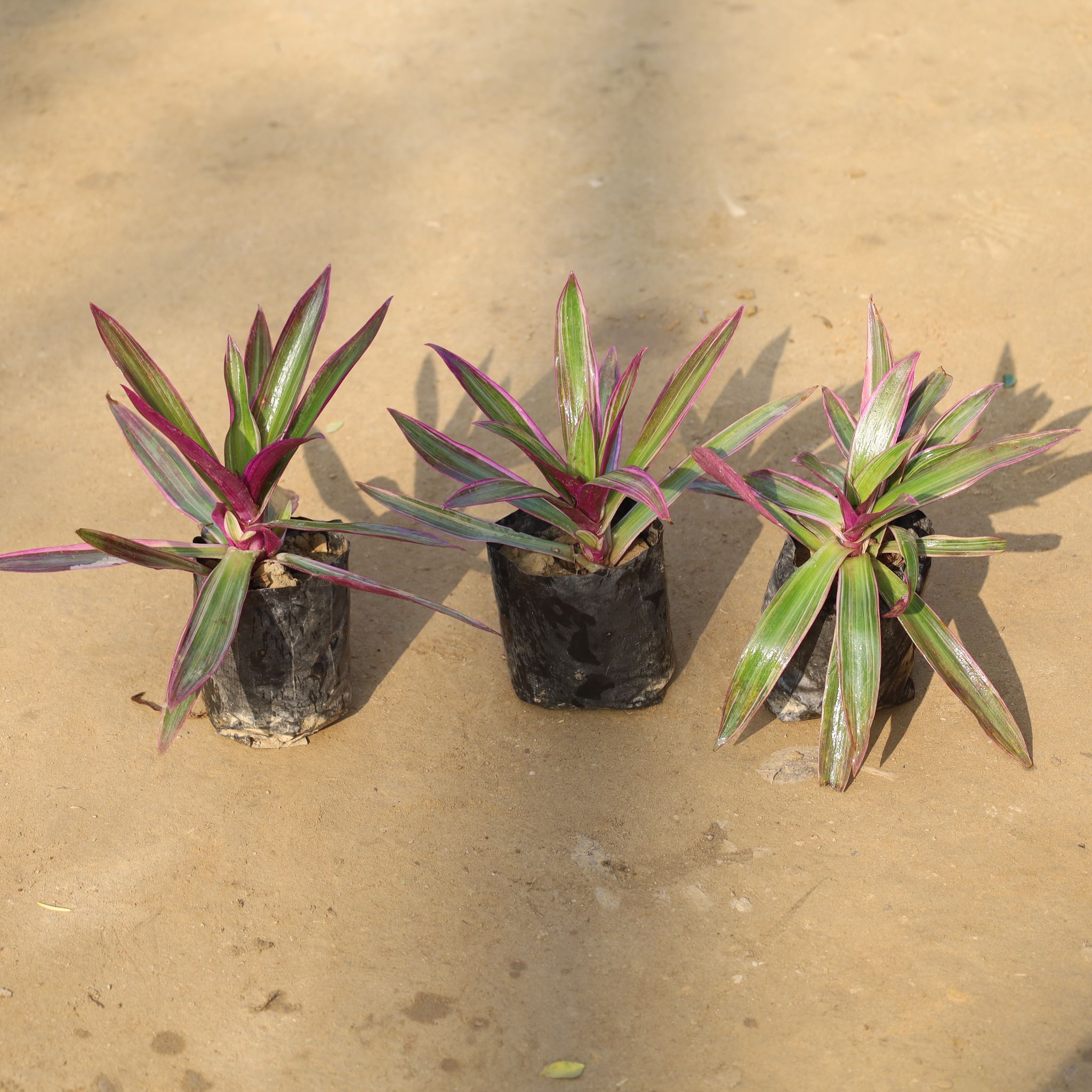 Set Of 3 - Rhoeo / Durangi Pink in 4 Inch Nursery Bag