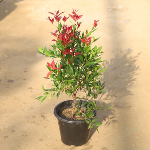 Syzygium Red in 8 Inch Nursery Pot