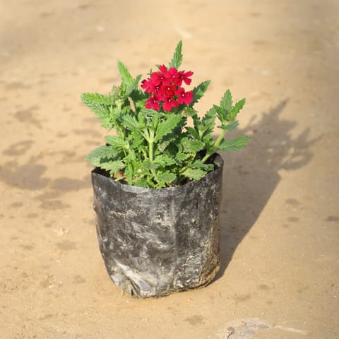 Verbena Any Colour in 4 Inch Nursery Bag