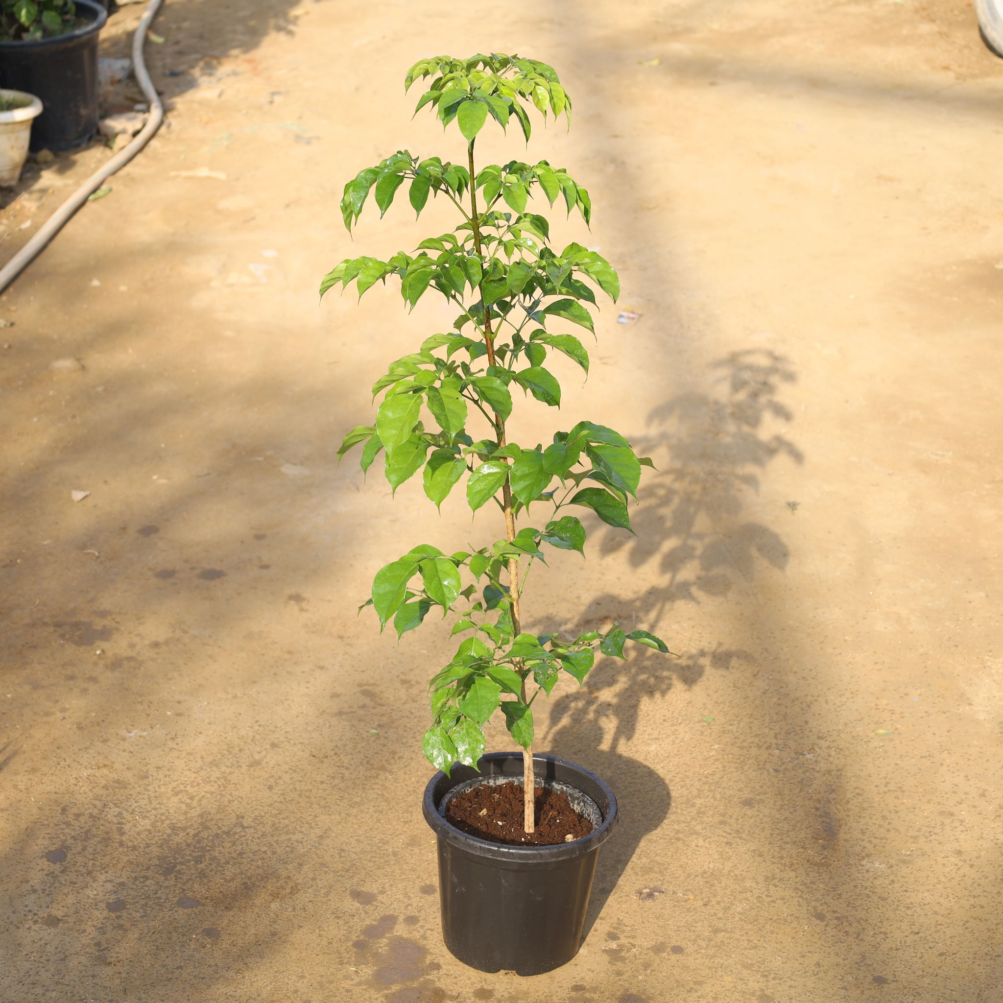 China Doll / Radermachera (3 Ft) in 8 Inch Nursery Pot