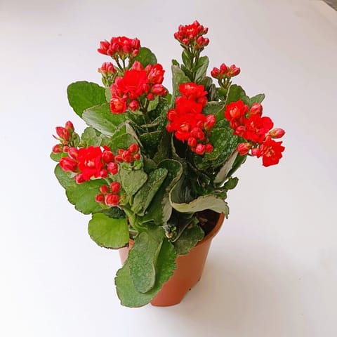 Hybrid Kalanchoe (Any Colour) in 6 Inch Nursery Pot