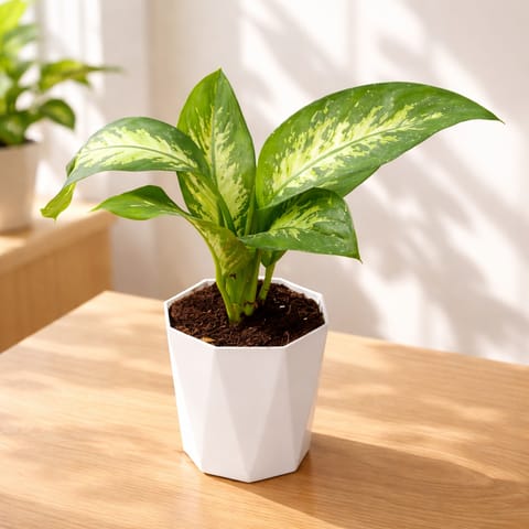 Dieffenbachia / Dumb Cane in 6 Inch White Premium Diamanti Plastic Pot