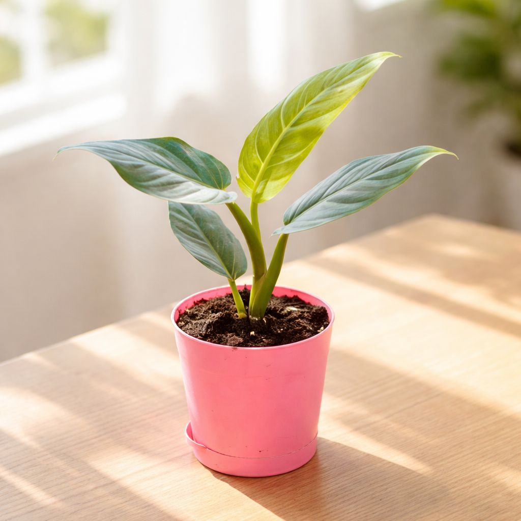 Philodendron Subhastatum in 4 Inch Pink Florence Self Watering Pot