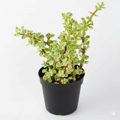 Jade Variegated in 4 Inch Nursery Pot