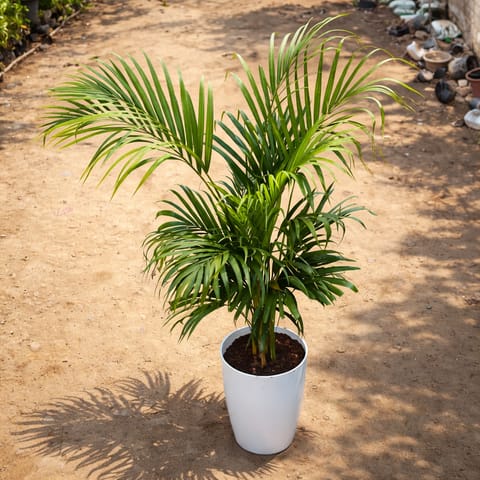 Areca Palm (3.5-4 Ft) in 12 Inch White Round Tower Plastic Pot