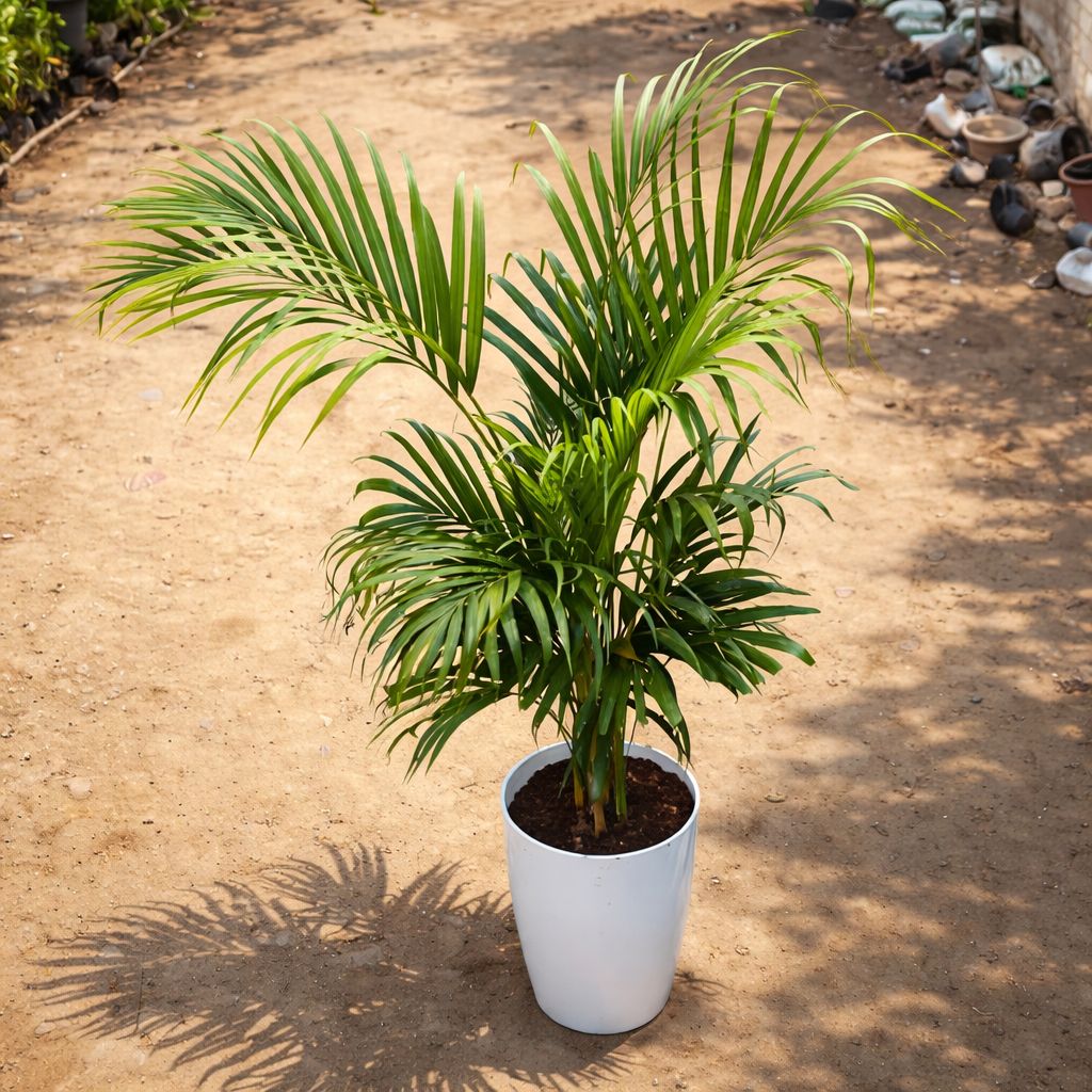 Areca Palm (3.5-4 Ft) in 12 Inch White Round Tower Plastic Pot