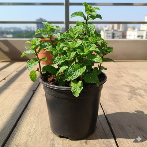 Pudina / Mint in 4 Inch Nursery Pot