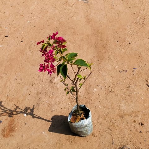 Bougainvillea (any colour) in 4 Inch Nursery Bag