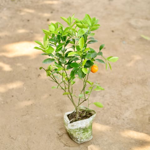 China Orange in 6 Inch Nursery bag