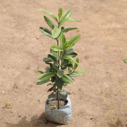 All Spice Plant in 5 Inch Nursery Bag