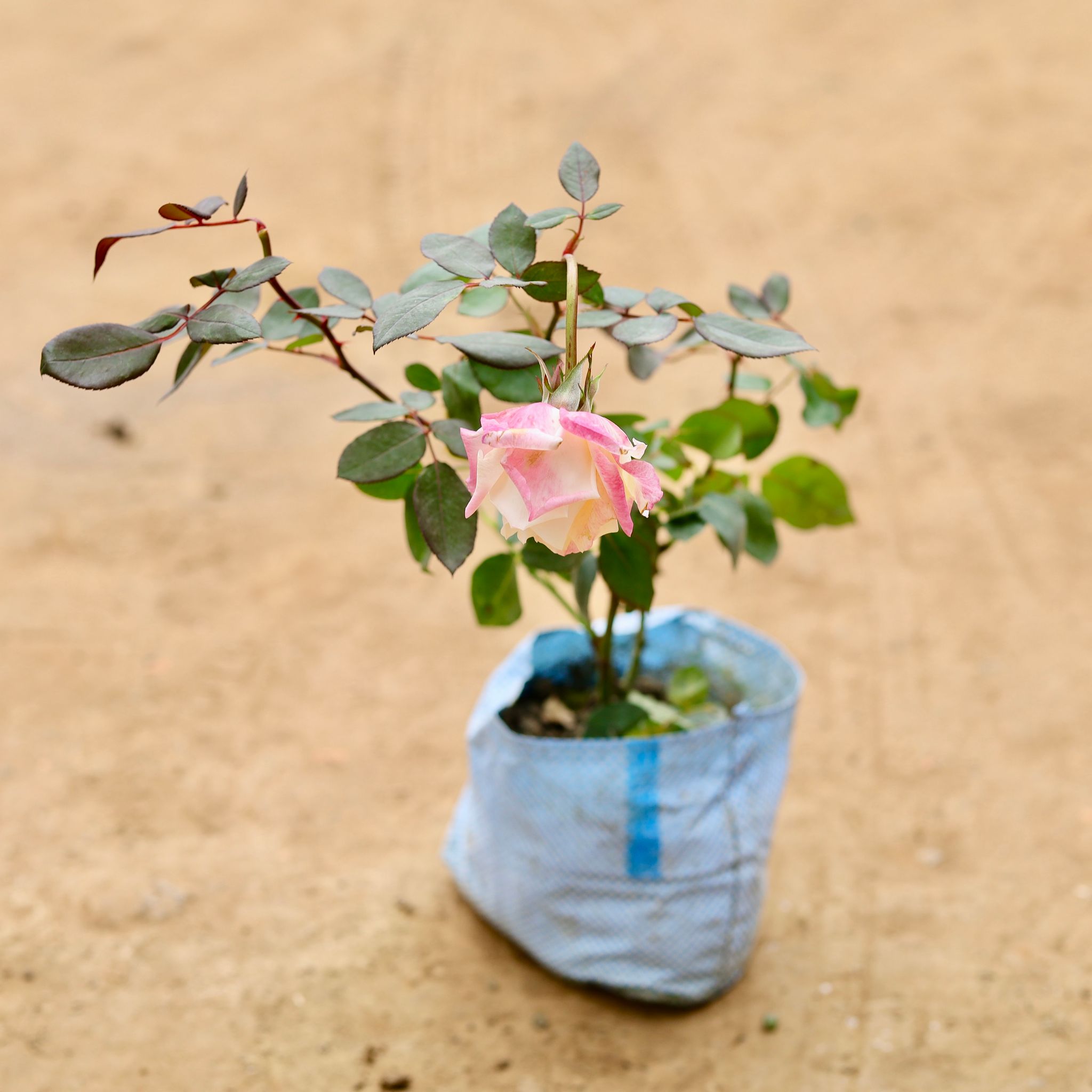 English Rose white pink in 6 Inch Nursery Bag