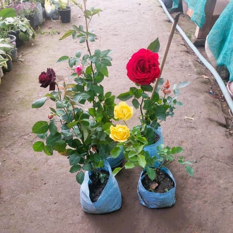 The Roseful Combo - Set of 4 - Rose Gulab (multicolours) in 6 Inch Nursery Bag