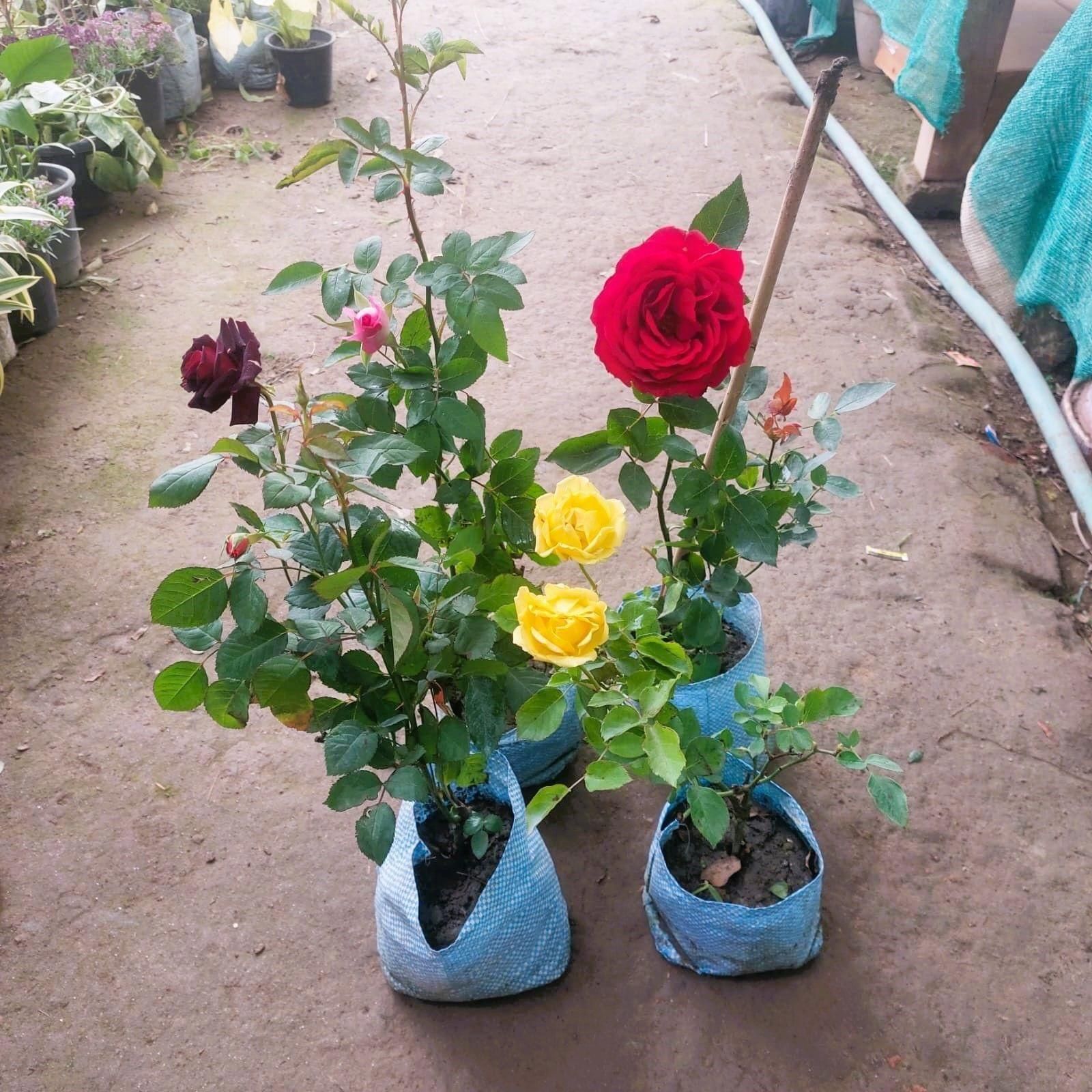 The Roseful Combo - Set of 4 - Rose Gulab (multicolours) in 6 Inch Nursery Bag