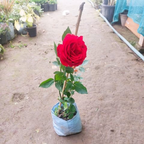 Red Rose Gulaab in 6 Inch Nursery Bag