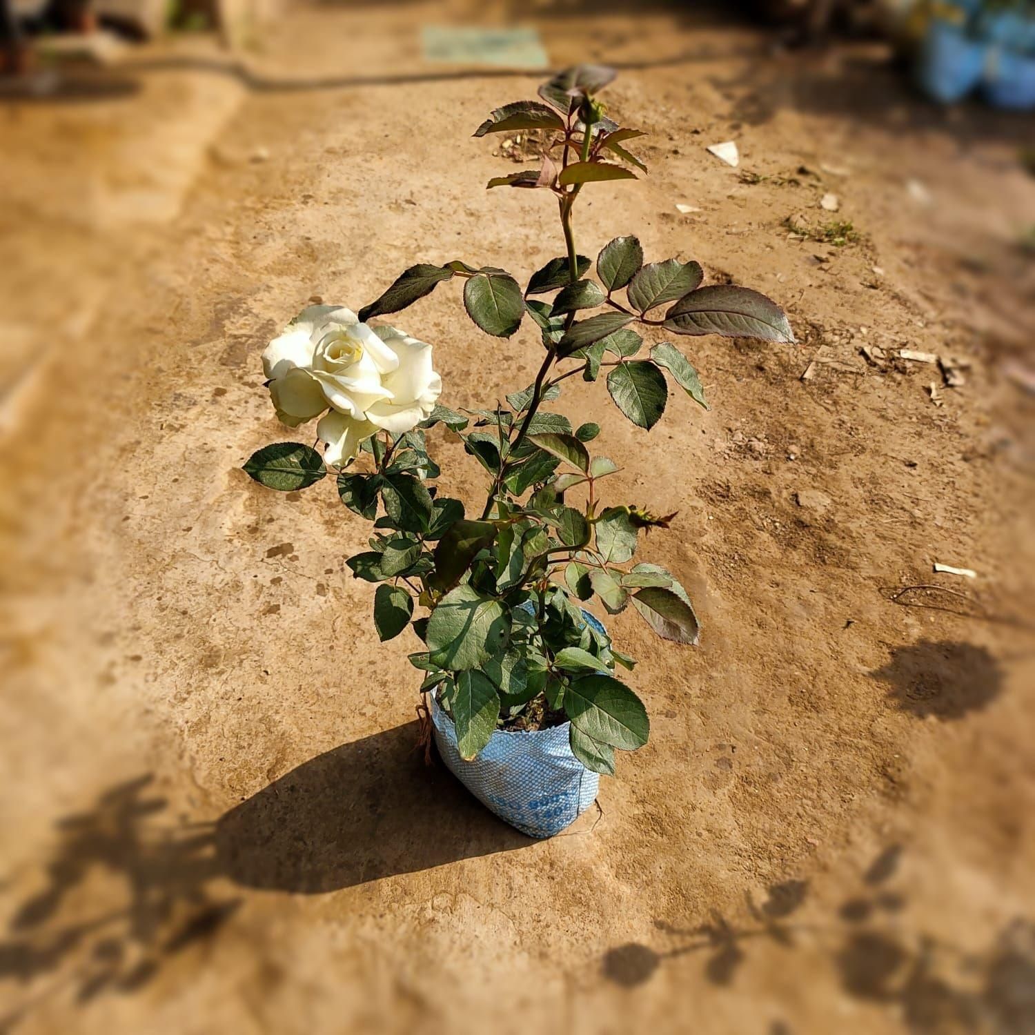 English Rose Gulaab White in 6 Inch Nursery Bag