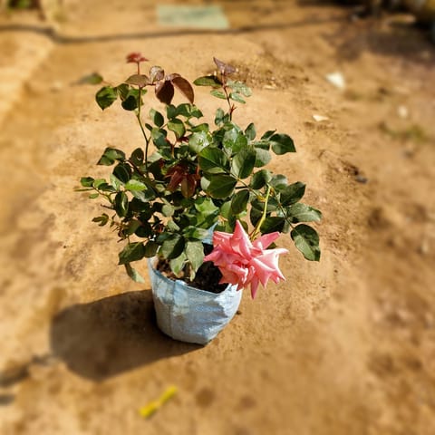 English Rose Gulaab Pink in 6 Inch Nursery Bag