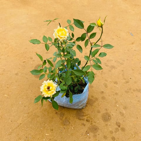 Yellow English Rose Gulaab in 6 Inch Nursery Bag