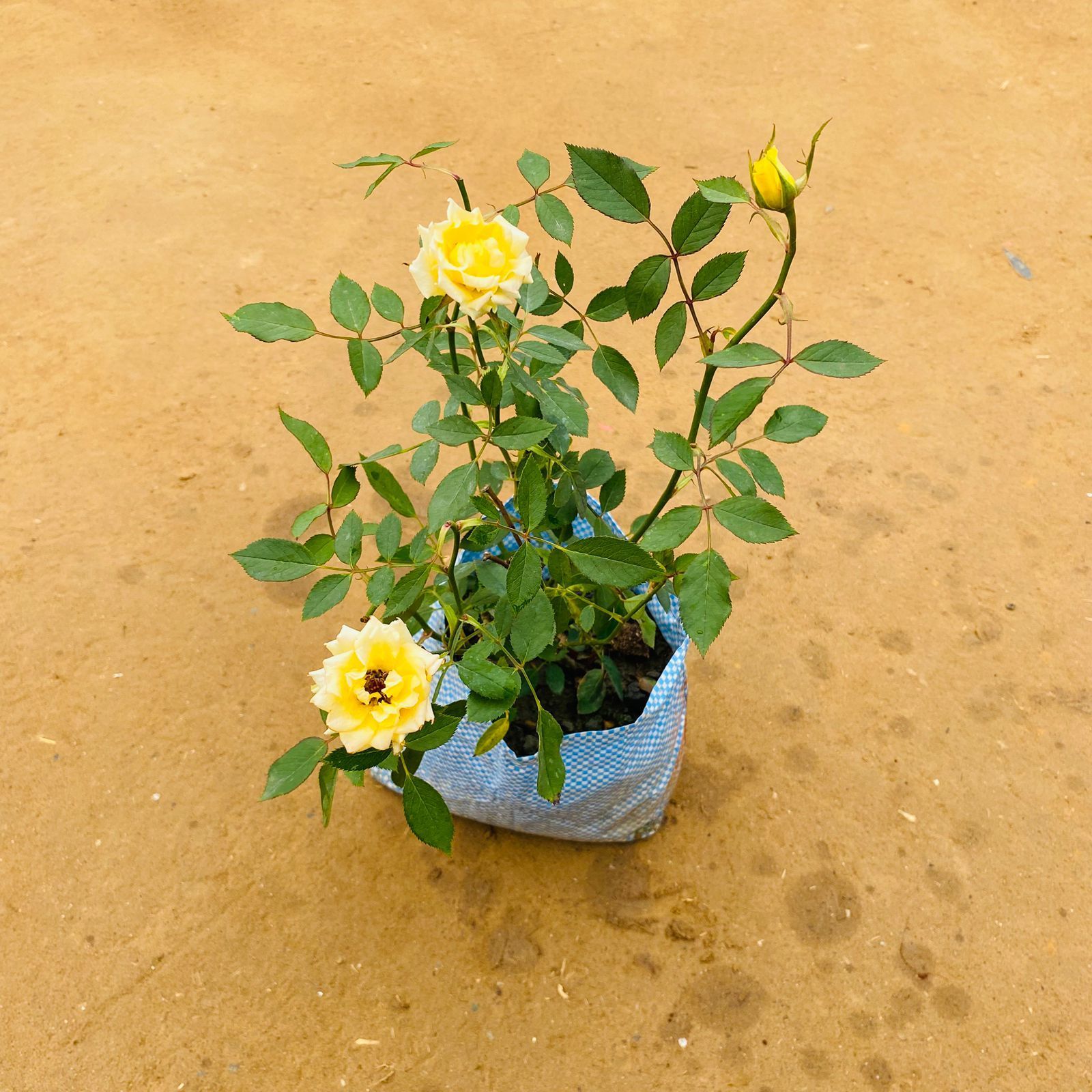 Yellow English Rose Gulaab in 6 Inch Nursery Bag