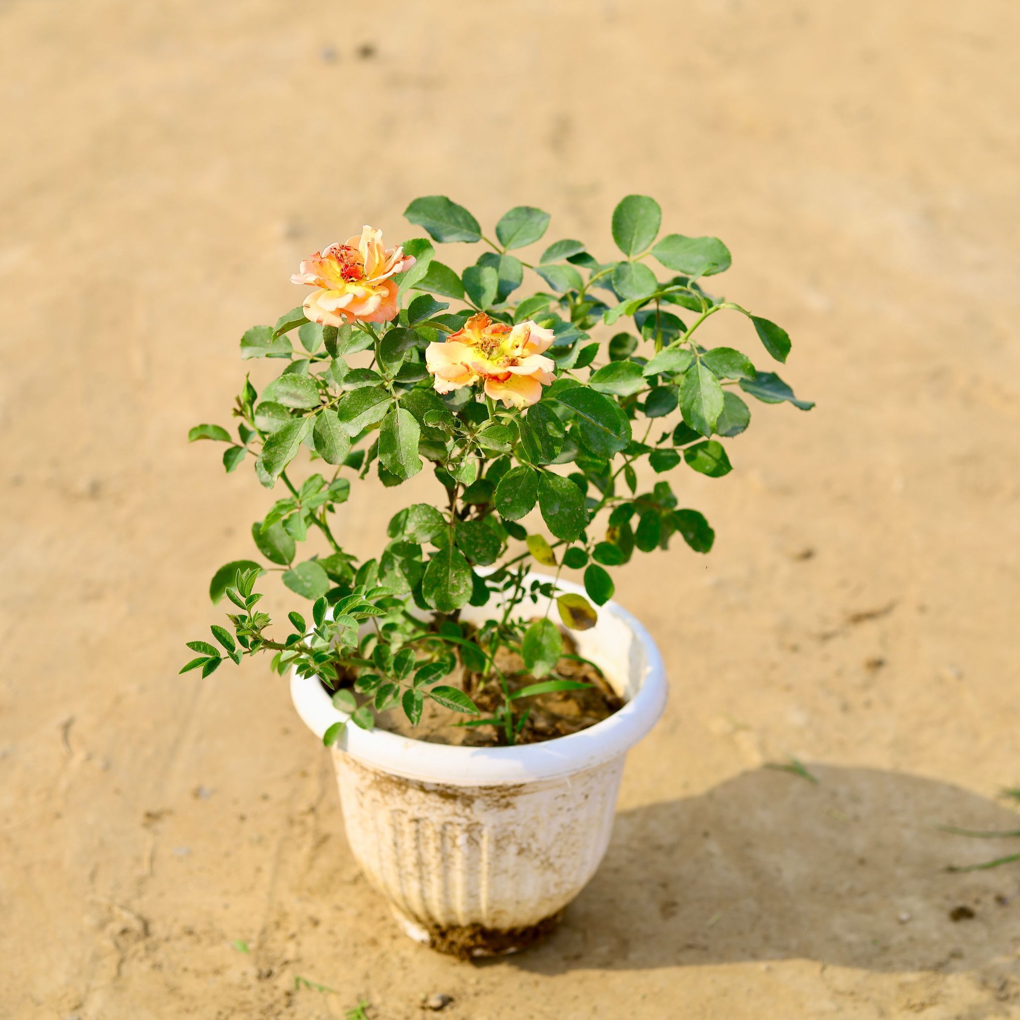 Rose (any colour) in 8 Inch White Olive Plastic Pot
