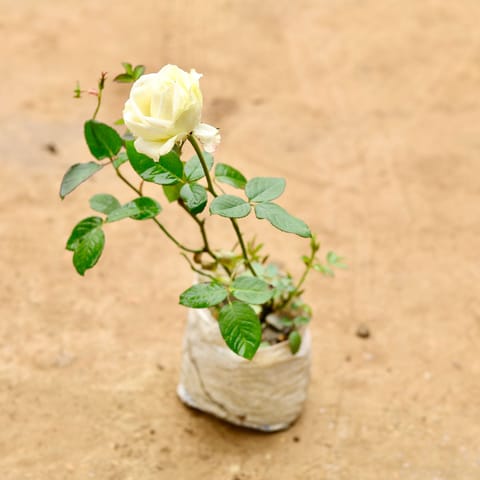 White English Rose Gulaab in 6 Inch Nursery Bag