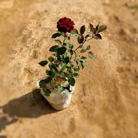 English Rose Gulaab Abracadabra Red Yellow in 6 Inch Nursery Bag