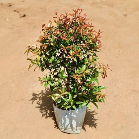Syzygium / Christina Ficus (~2 Ft) in 10 Inch Nursery Bag