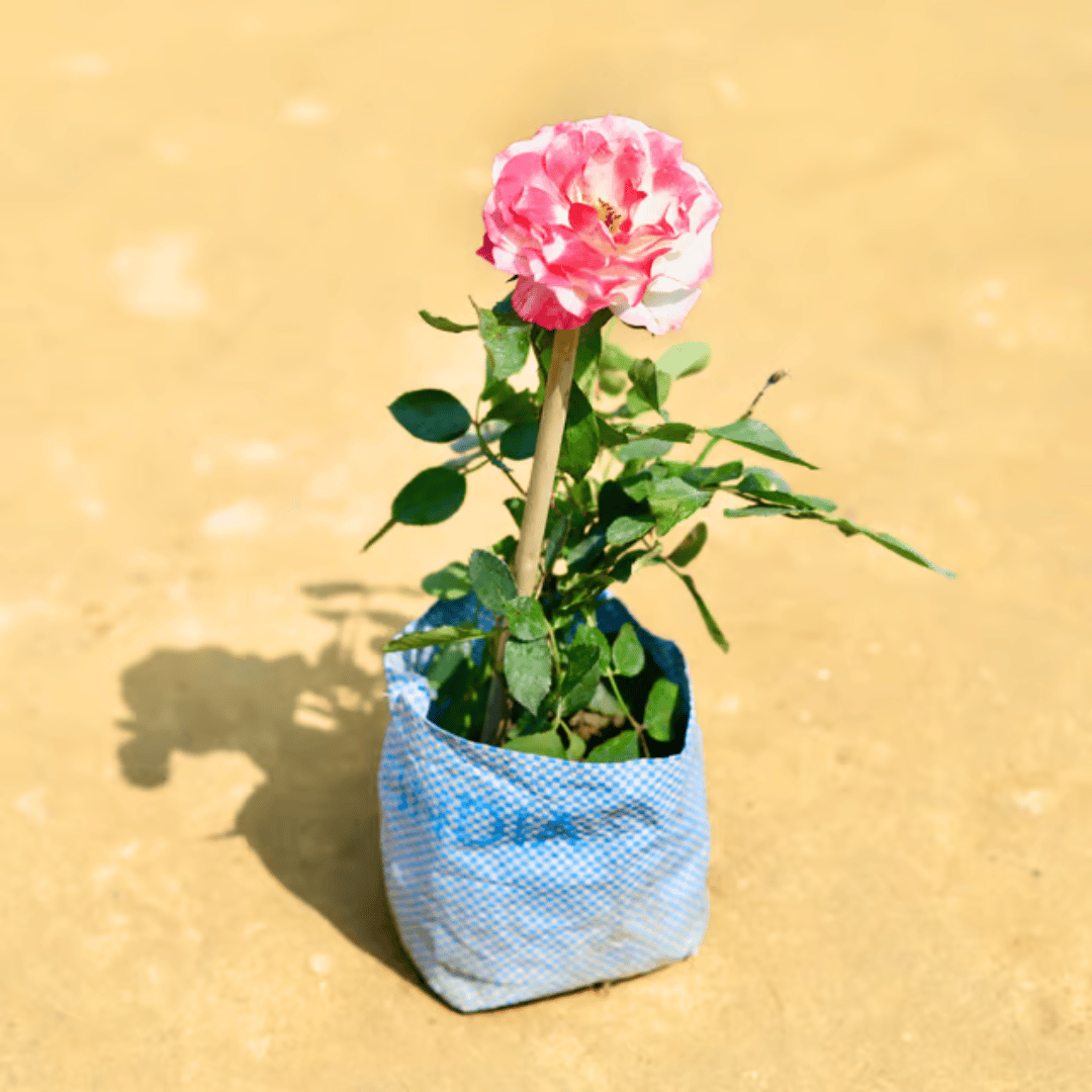 English Rose Gulaab White Pink n 6 Inch Nursery Bag