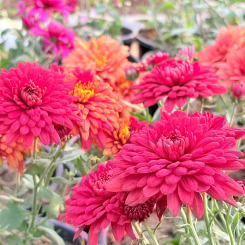 Set Of 2 - Chrysanthemum / Guldawari / Guldaudi (any colour) in 3 Inch Nursery Bag