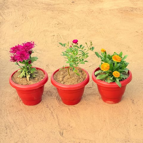 Set of 3 - Chrysanthemum / Guldawari (any colour), Rose Red & Calendula?Orange in 8 Inch Live Plant Terracotta Red Classy Plastic Pot